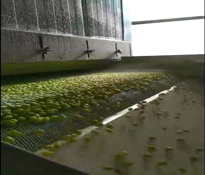 食品網帶可用于毛豆的輸送與加工